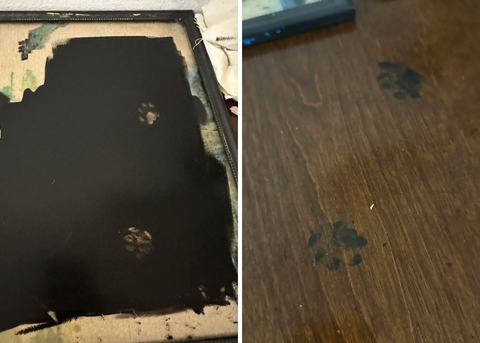 Two images showing cute cat paw prints on different surfaces, highlighting adorable and curious cat moments.