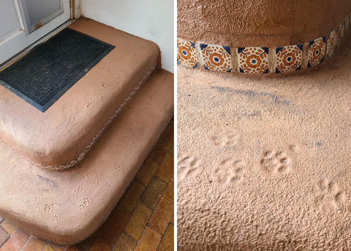 Huellas adorables de patas de gato grabadas en escalones de cemento cerca de una puerta de casa.