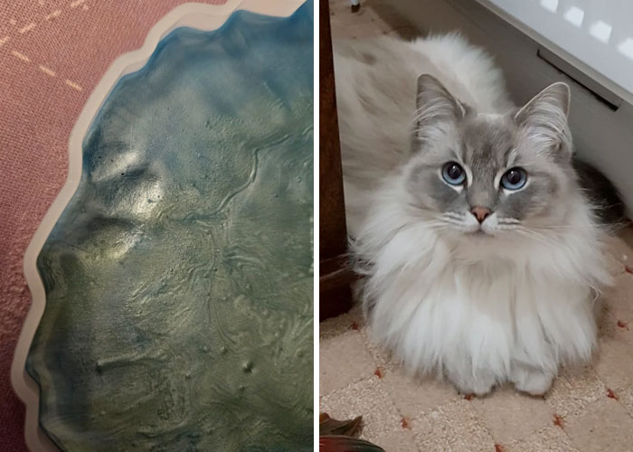 Huella de gato adorable en superficie azul junto a gato blanco y gris con ojos azules mirando al frente en interior.