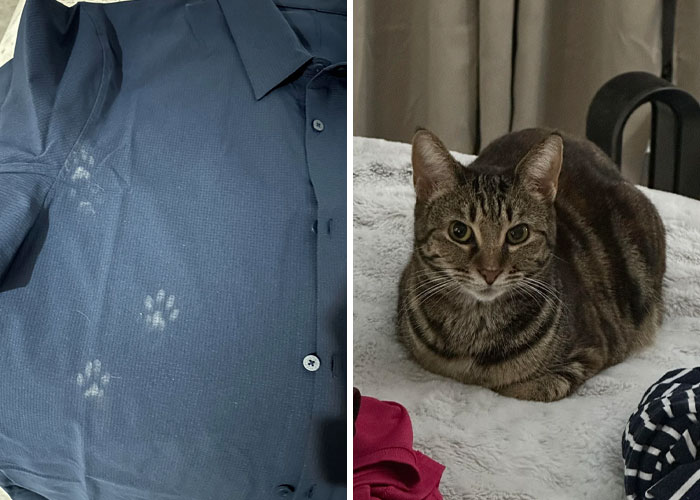 Dark shirt with cute cat paw prints on the left side paired with a tabby cat sitting on a bed on the right side.