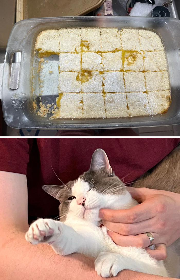 Baked dessert with cute cat paw prints in the crust, and a relaxed cat being petted by a person.