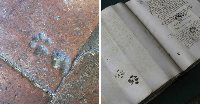 30 Adorables huellas de gato que cuentan una historia sin un solo miau