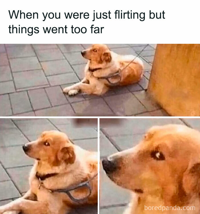 Dog giving a side-eye look, illustrating a funny dating meme about flirting going too far in love life humor.