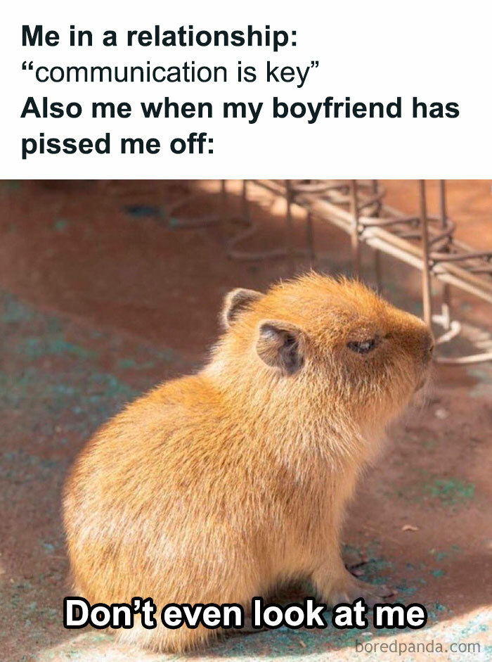 Cute capybara avoiding eye contact with caption about communication in relationships, relating to funny dating memes.