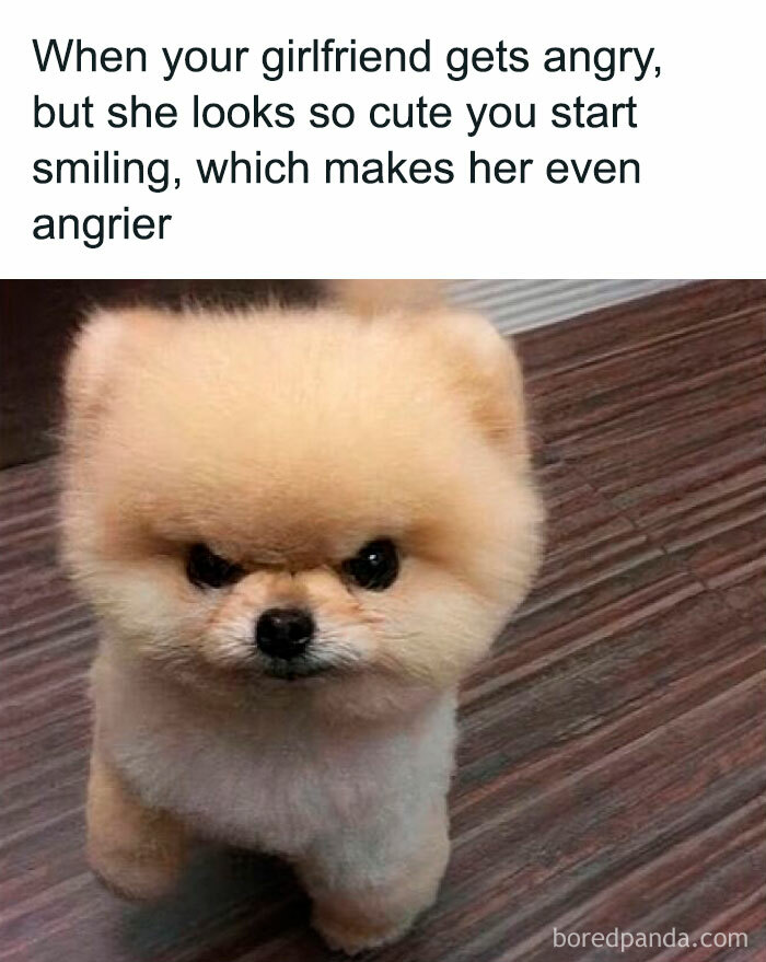 Angry fluffy dog with a cute face showing unhinged memes about dating for those who want to find love and be left alone.
