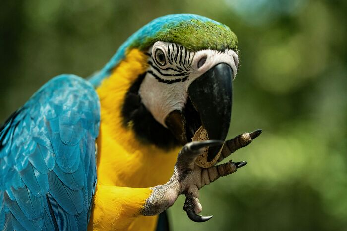 Close-up of a blue and yellow parrot using its claw to hold food, illustrating pet care tips for exotic bird owners.