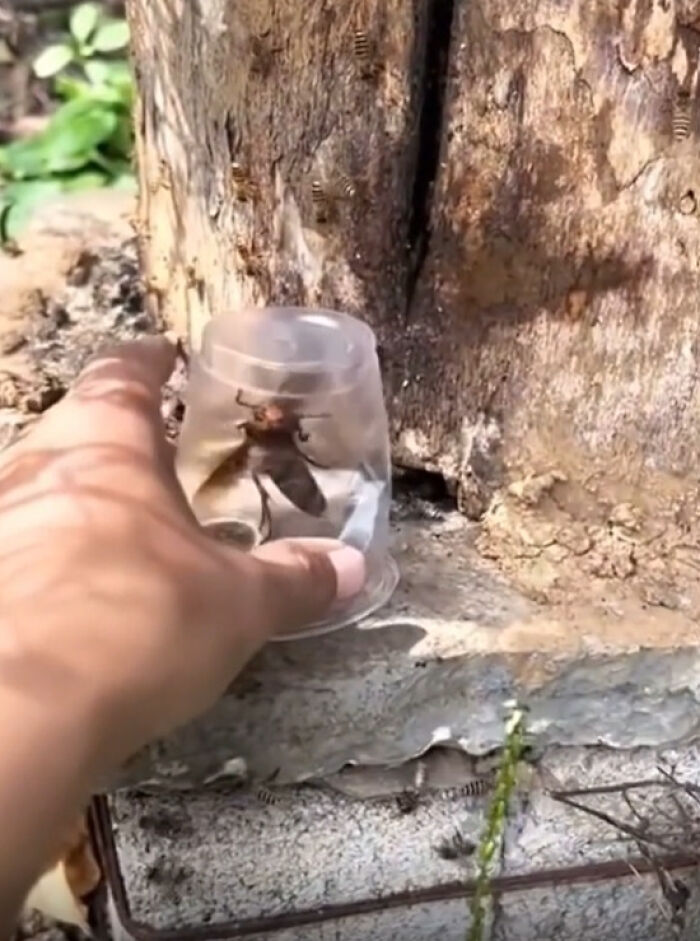 Hand holding a plastic cup trapping a large bee near a tree, illustrating risky close encounters and survival stories.