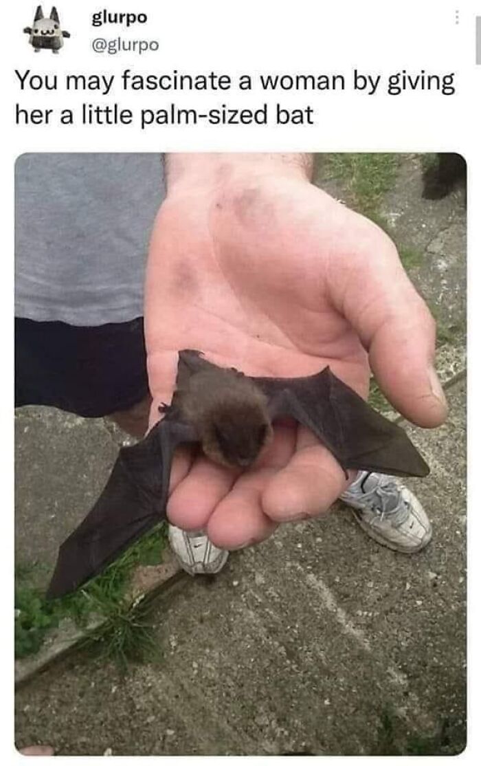 Person holding a small palm-sized bat, illustrating unusual encounters related to edible and survival situations.