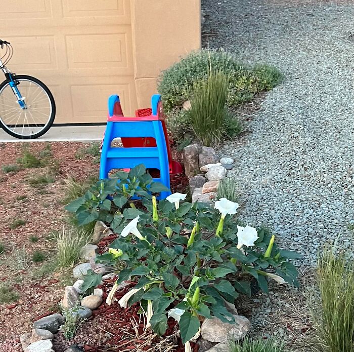 A garden bed with white flowers next to a gravel path and blue children's play equipment near a garage door.