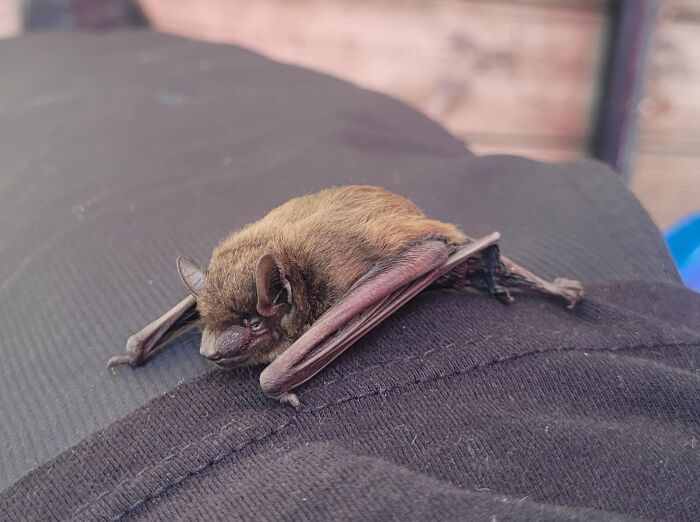 Close-up of a small bat resting on black fabric, illustrating unusual encounters related to anything is edible once survival stories.