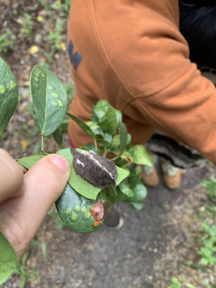 Person holding a small insect on a leaf outdoors, exploring nature and edible plants close to death experiences.