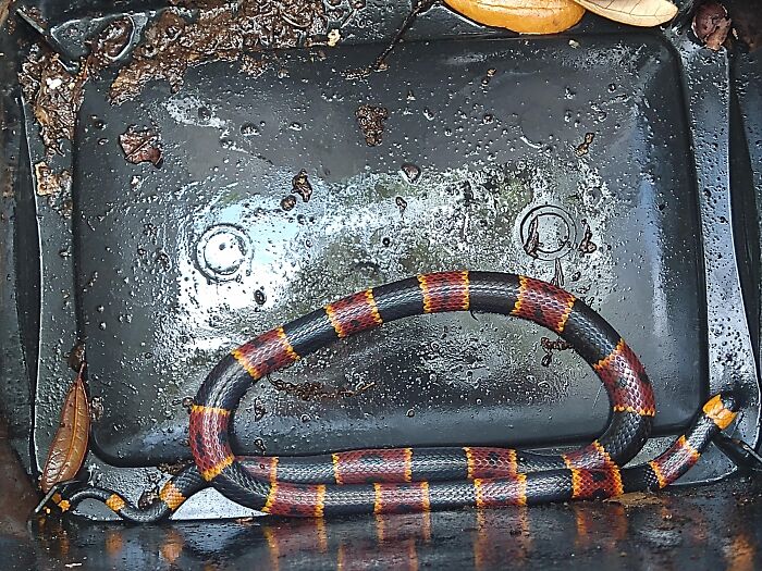 Colorful striped snake curled inside a black container surrounded by leaves, related to edible survival stories.