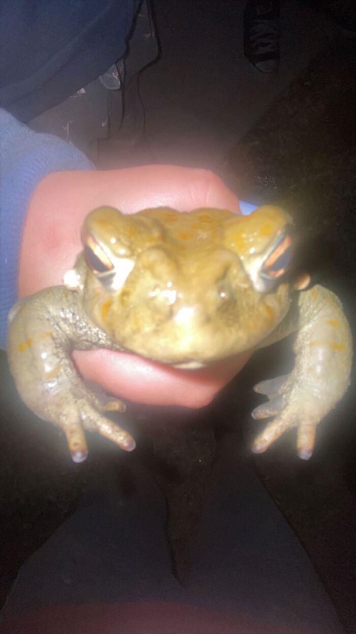 Person holding a toad at night, illustrating unusual edible encounters from the keyword close to death stories.