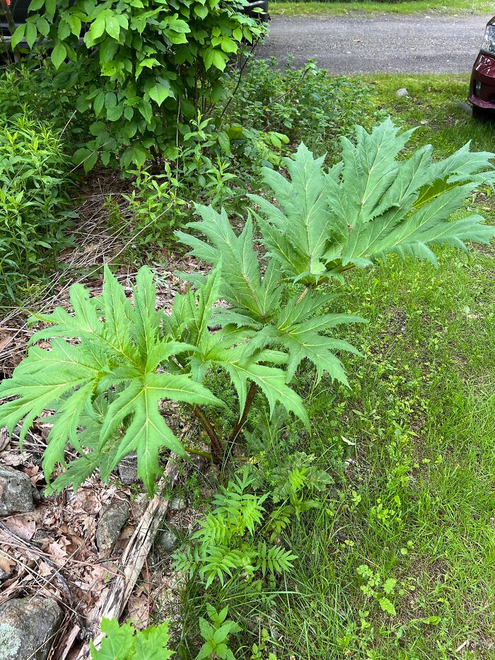 Green toxic plants with large leaves growing close to a roadside, illustrating anything is edible once dangers in nature.