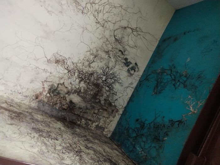 Room corner with black mold spreading on white and blue walls, illustrating dangers people came close to death without realizing.