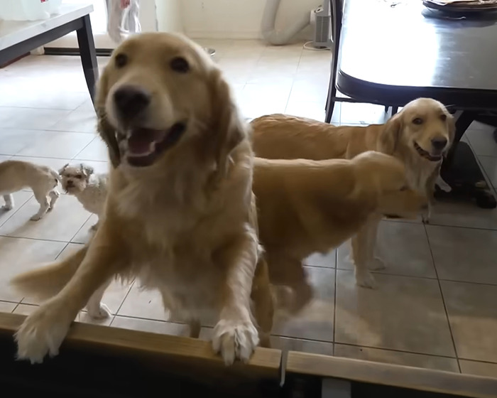 Denise Richards Rescues 15 Dogs From Estranged Husband&rsquo;s "Trashed" Home Amid Bitter Divorce