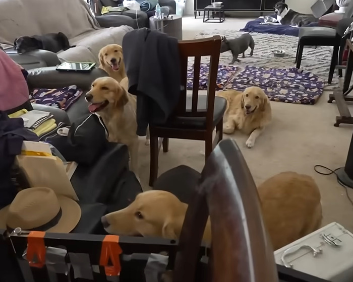 Denise Richards Rescues 15 Dogs From Estranged Husband&rsquo;s "Trashed" Home Amid Bitter Divorce