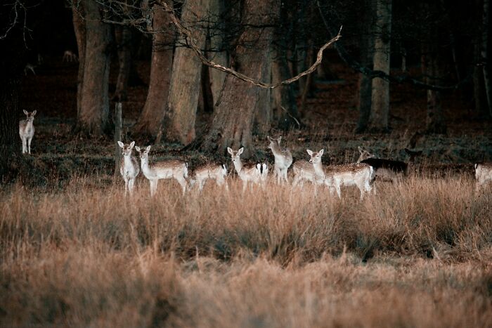 A group of deer standing alert in tall grass near dark trees, evoking creepy encounters in the woods alone.