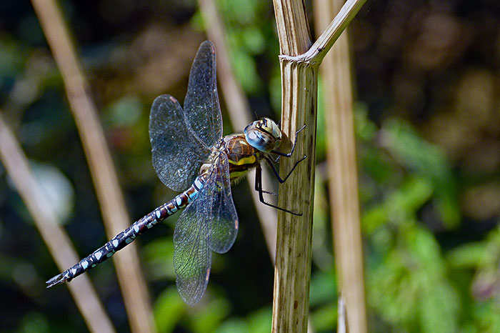Close-up of a dragonfly perched on a dry plant stem, with a blurred green natural background, illustrating health myths.