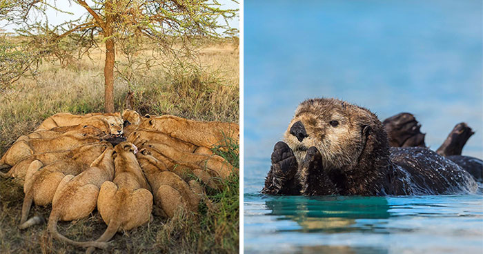 40 Mesmerizing Wildlife Photos From Around The Globe By Daniel Rosengren
