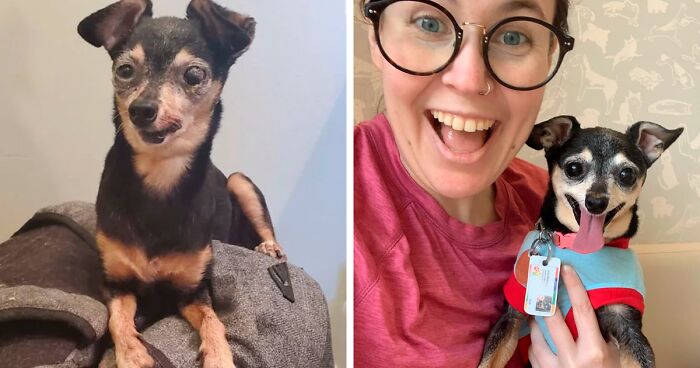 If You Are Having A Bad Day, These 50 Before-And-After Dog Photos Are The Happy Endings You Need To See (New Pics)