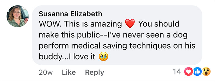 Social media comment praising a boxer dog performing life-saving medical techniques on a French Bulldog companion.