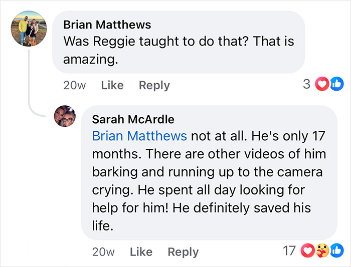 Facebook comments discussing a Boxer dog saving his French Bulldog brother&rsquo;s life, praised by netizens.