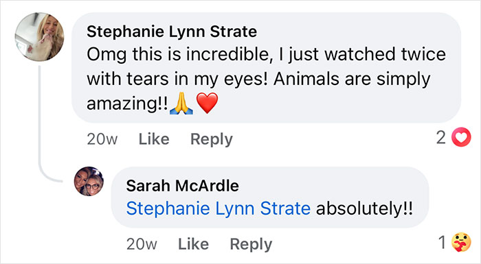 Comments expressing awe and emotion from netizens about a boxer dog saving his French bulldog brother&rsquo;s life.