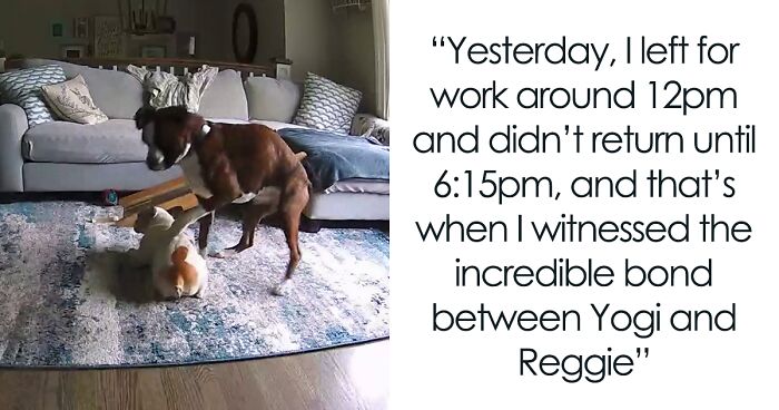 French Bulldog Has Medical Emergency While Owners Are Away, Boxer Bro Comes To The Rescue