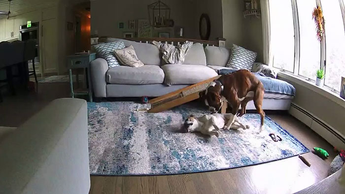 Boxer dog gently saving French Bulldog brother on living room rug in a heartwarming pet rescue moment.