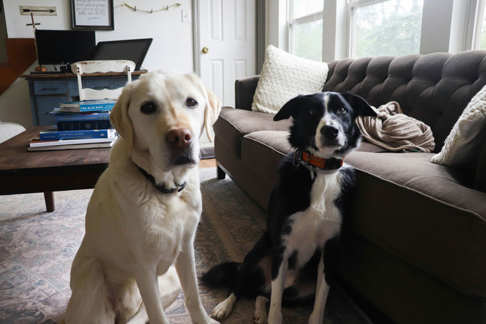 Two dogs, a Boxer and a French Bulldog, sitting in a cozy living room showing a heartwarming pet bond.