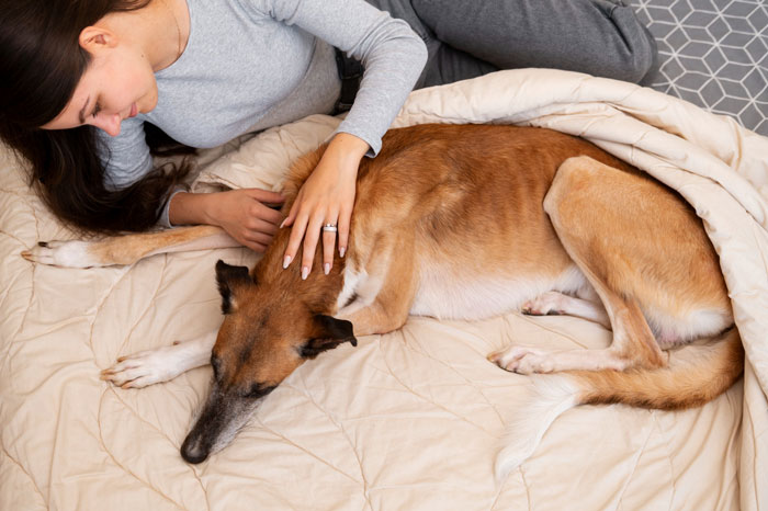 Woman lying next to a boxer dog, showing a heartwarming moment of the boxer saving the French bulldog brother&rsquo;s life.
