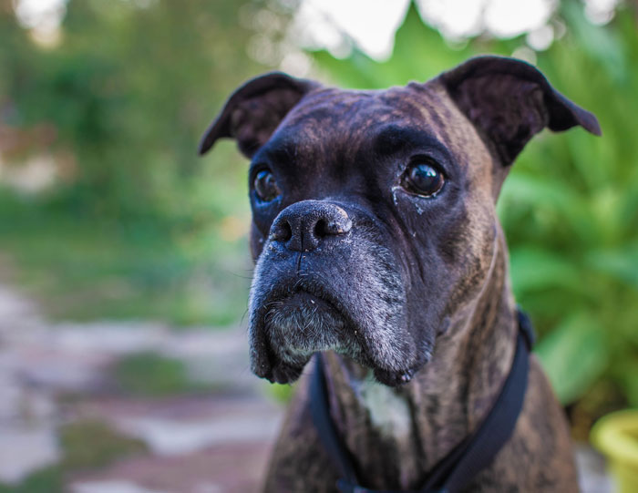 Boxer dog with soulful eyes outdoors, capturing a heartwarming moment of saving French bulldog brother&rsquo;s life.