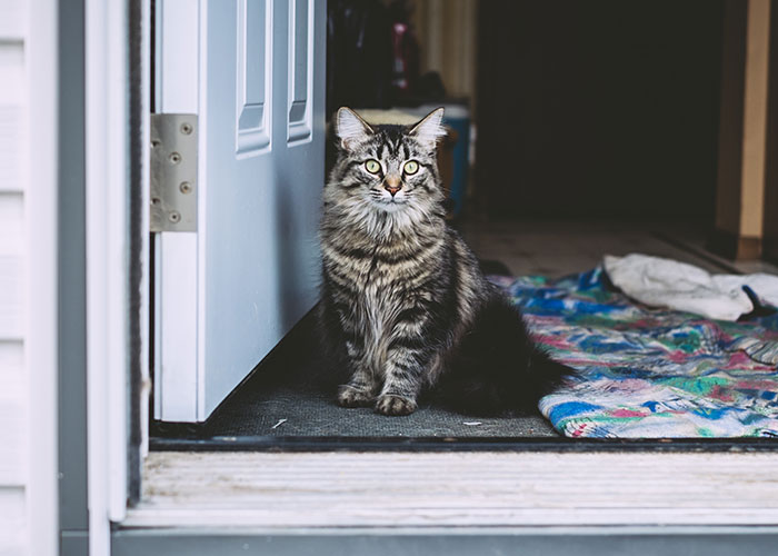 Tabby cat sitting at a doorway, appearing calm and alert, illustrating moments living double lives and fooling others.