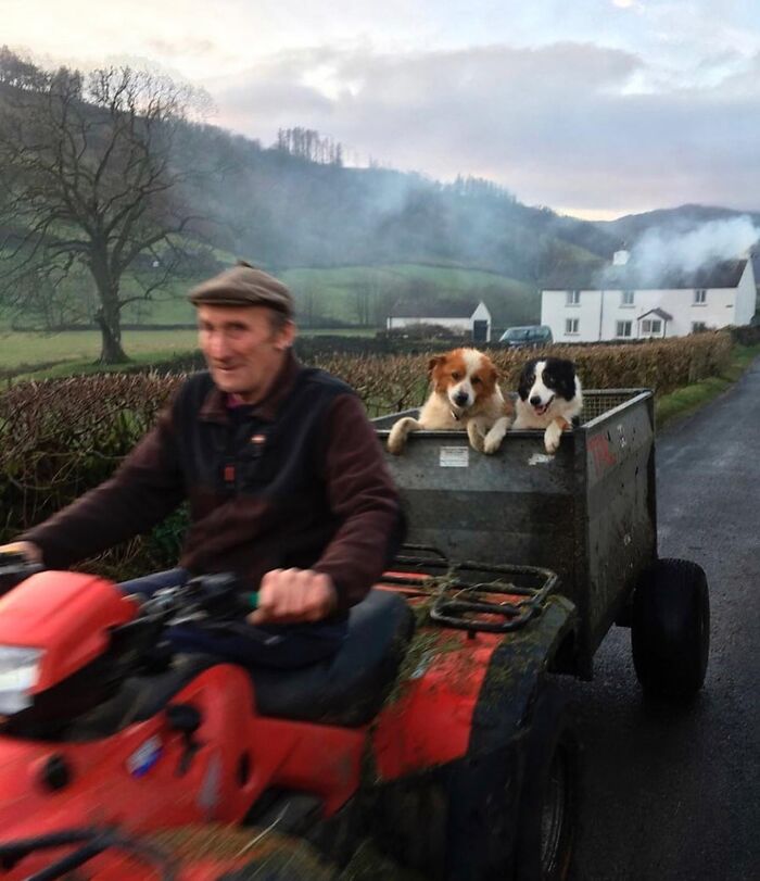 Elderly man riding a red tractor with two dogs in the trailer, capturing the beauty and wisdom of old age in a rural setting.