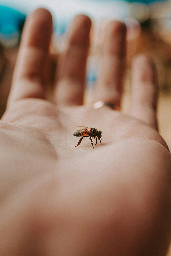 Close-up of a bee resting on an open palm, illustrating unbelievable but true moments from nature.