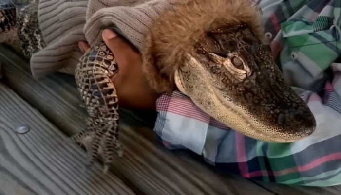 Man holding an emotional support alligator wearing a sweater, highlighting unique emotional support animal cases.