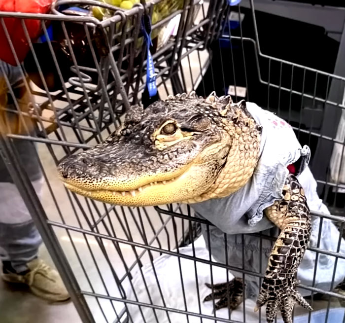 Emotional support alligator sitting in a shopping cart inside a Walmart store with groceries around.