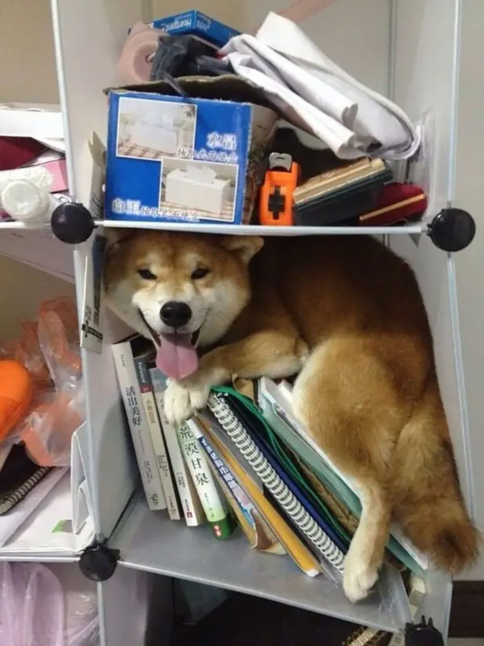 Shiba Inu dog awkwardly hiding among books and items on a cluttered shelf, showcasing pets trying to hide poorly.