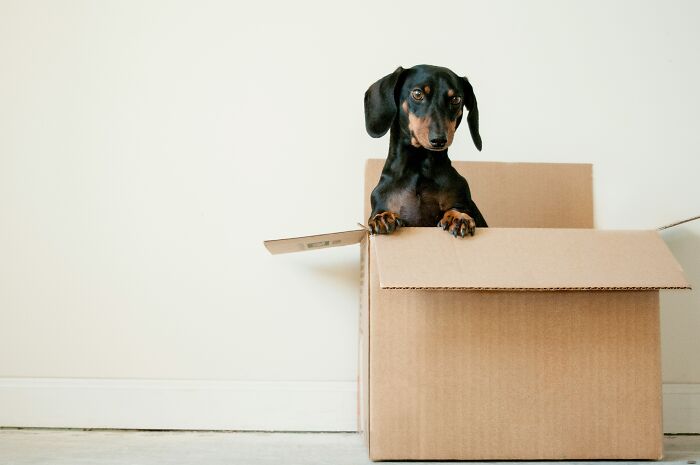 Black dachshund dog sitting inside a cardboard box, illustrating pet warnings and tips from a community discussion.