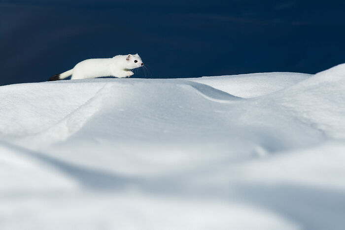 White ermine moving across snowy landscape under a clear blue sky in a stunning wildlife and nature shot.