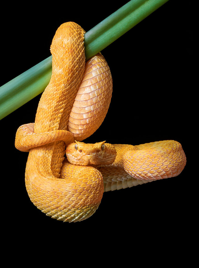 Close-up of a yellow snake coiled around a green branch showcasing detailed scales in animal photography.