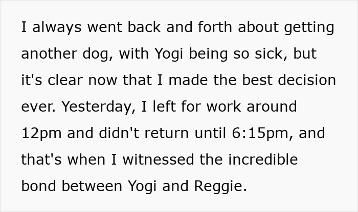 Boxer dog saving French Bulldog brother's life, showcasing a heartwarming and incredible bond between the two pets.