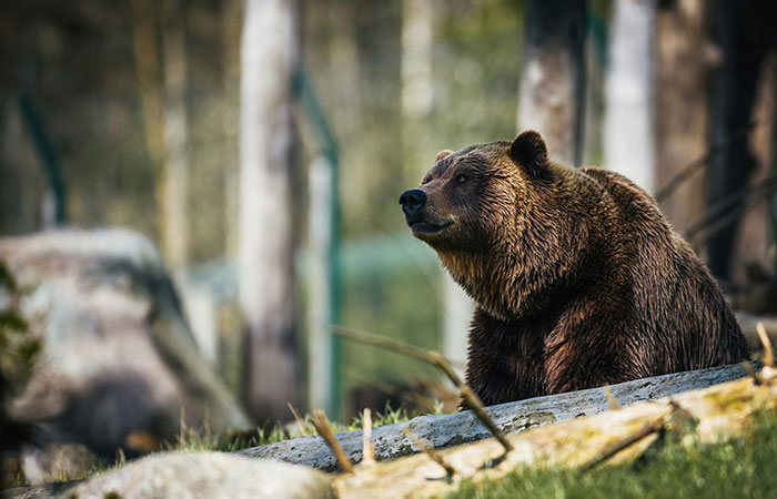 Brown bear resting on a log in forest environment, showcasing unbelievable facts about wildlife that are actually true.