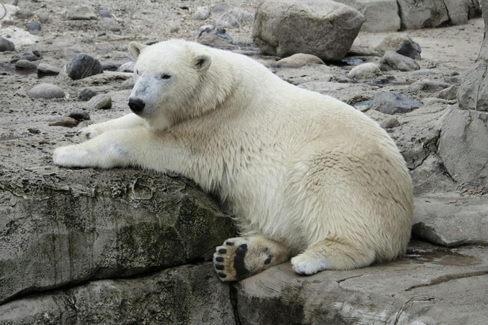 Polar bear resting on rocks, illustrating one of the unbelievable but true facts about wildlife and nature.