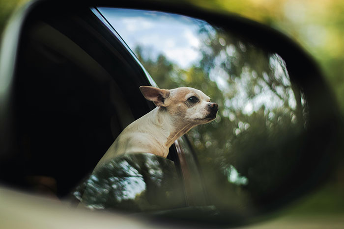 Small dog with ears perked looking outside car window, illustrating facts that sound unbelievable but are true.