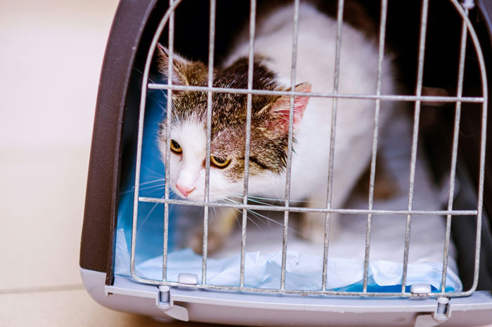 Cat inside a carrier, symbolizing a family reunited with their beloved cat after nearly a decade apart.