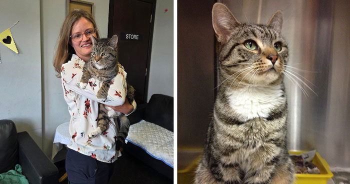 “It Can’t Be Him!”: Owners Astonished When Cat Turns Up Alive And Well After Being Gone For 9 Years