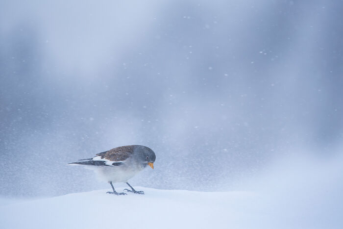 Small bird standing on snowy ground during gentle snowfall in a stunning wildlife and nature scene by Andrea Zampatti