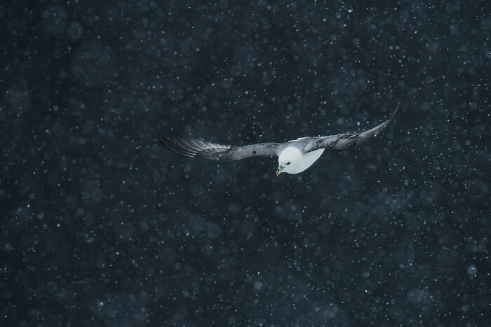 Seabird flying through falling snowflakes captured in a stunning wildlife and nature shot by Andrea Zampatti.